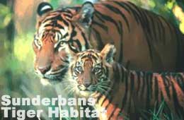 Sunderbans Tiger Habitat