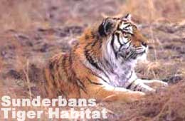 Sunderbans Tiger Habitat