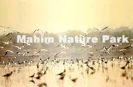 Mahim Nature Park