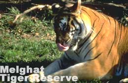 Melghat Tiger Reserve