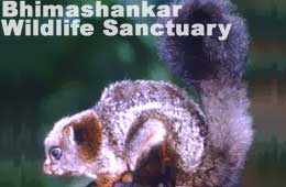 Bhimashankar Wildlife Sanctuary
