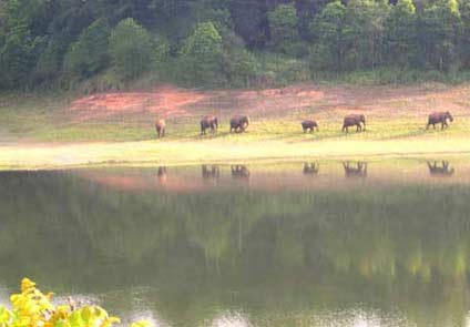 Kuttanad River Resort Alleppey