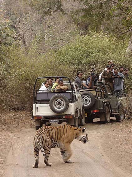 Ranthambore Forest Resort, India