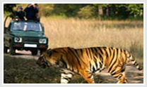Tiger Safari Tour