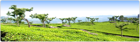 Bangalore Ooty Tour