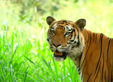 Bangalore Wildlife Tour