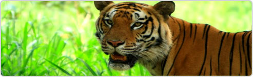 Bangalore Wildlife Tour