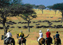 Horse Safari Tour