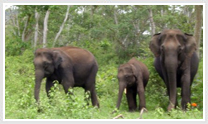 Bangalore Wildlife Tour