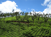 Kerala Tea Estate Tour
