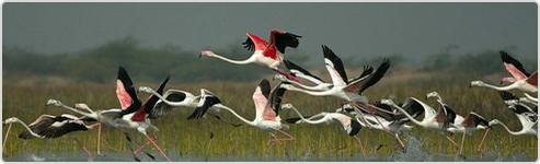 Wildlife and Heritage of Gujarat