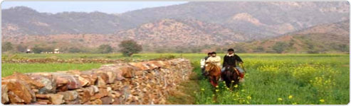 Rajasthan Horse Safari- Luni to Balotra