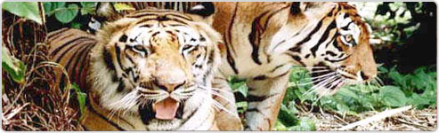 Karnataka Wildlife Tour