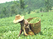 Glenburn Tea Estate Tour