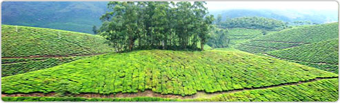 Kerala Tea Estate Tour