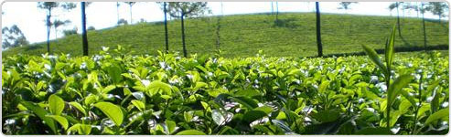 Munnar Tea Estate Tour