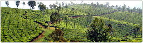 Ooty Tea Estate Tour