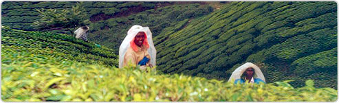 South India Tea Estate