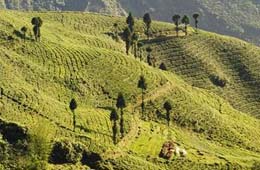 Tea Estates in Darjeeling