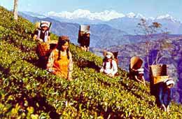 Darjeeling Tea Estates