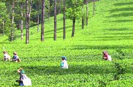 Tea Tourism In India, Indian Tea Tourism