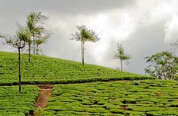 Tea Tourism Packages India, Tea Tourism Packages India Travel