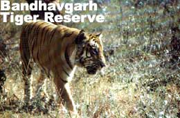 Travel to Bandhavgarh