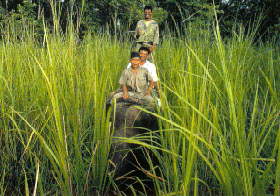 Elephant Safari