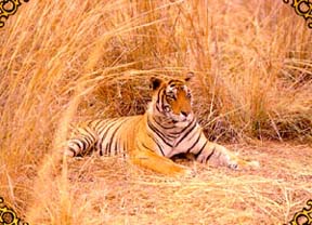 Tiger in Ranthambore