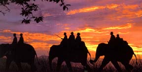 Elephant Ride for Game Viewing