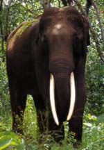 Periyar