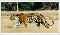 Central India Wildlife Tour