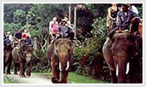 Elephant Safari Tour