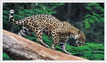 The Lure of Jungle-Wildlife tour