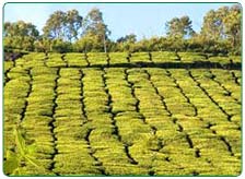 Munnar Tea Estate Tour