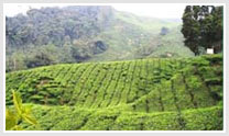 Glenburn Tea Estate Tour