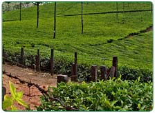 North East India Tea Estate