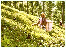 Ooty Tea Estate Tour