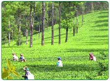 South India Tea Estate