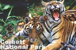 Corbett National Park