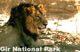 Gir National Park