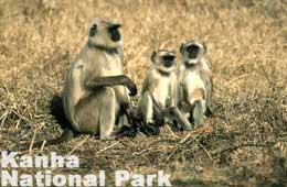 Kanha National Park