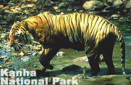 Kanha National Park