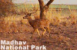 Madhav National Park