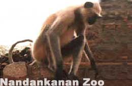 Nandankanan National Park