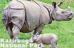 Kaziranga National Park