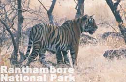 Ranthambore Wildlife Sanctuary