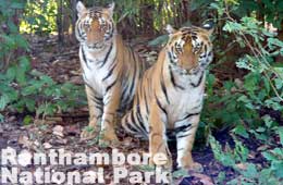 Ranthambore - The Lair of the Tiger