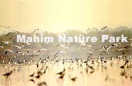 Mahim Nature Park