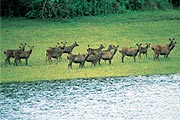 Periyar National Park